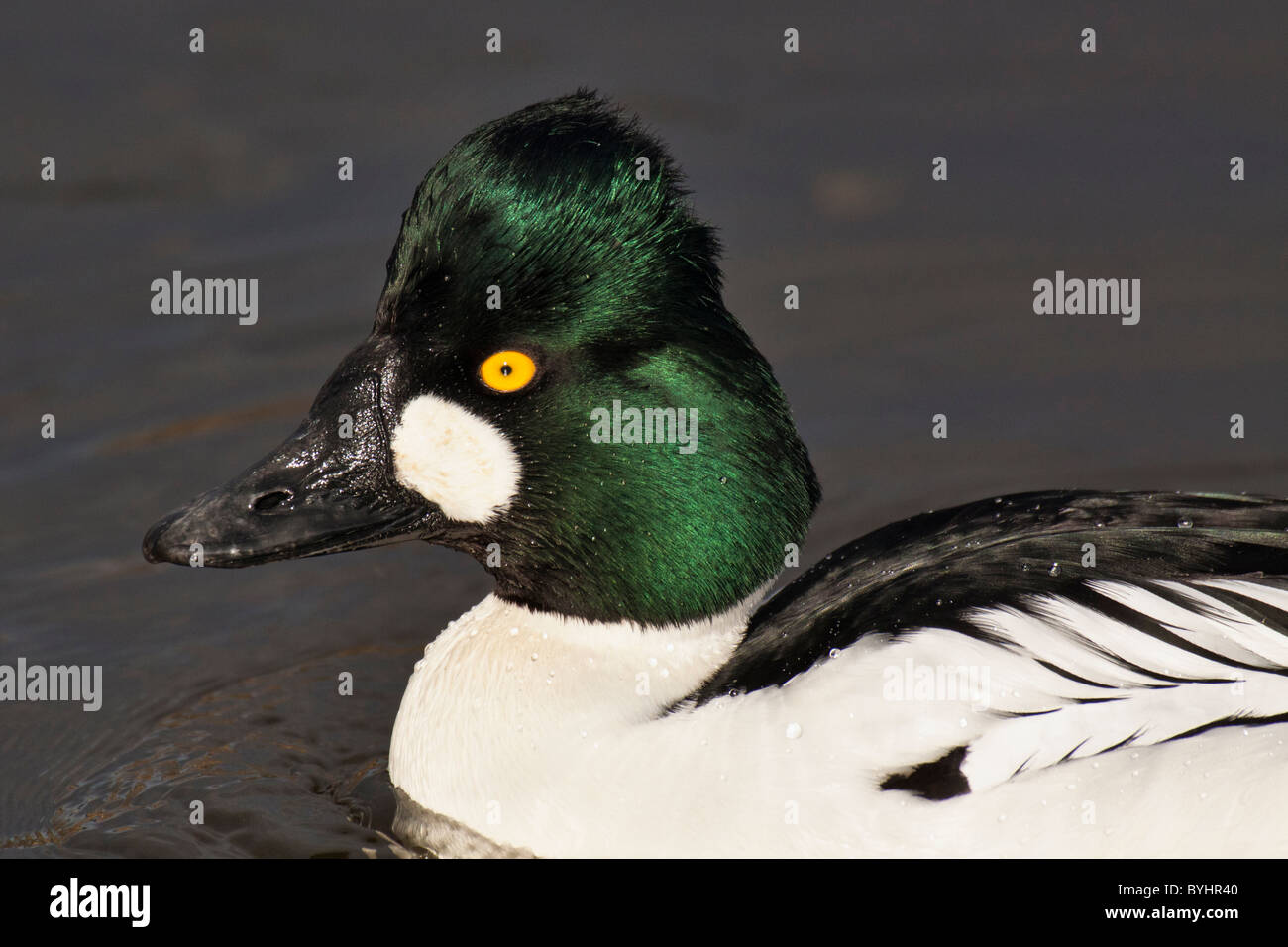 Common goldeneye duck drake in frozen lagoonVictoria, British Columbia, Canada Stock Photo Alamy