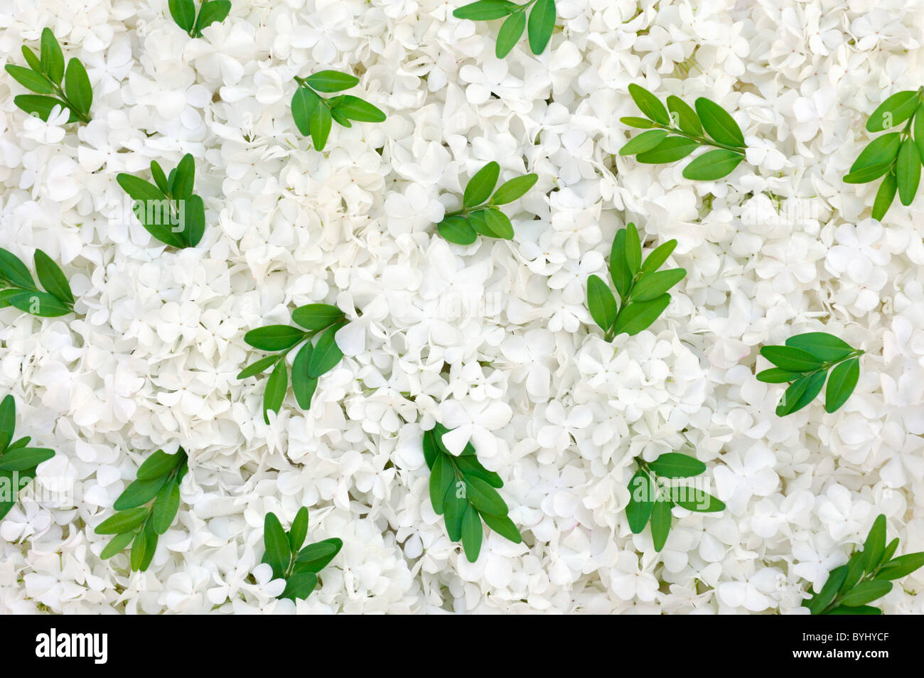 White blooms and small leaves - background Stock Photo