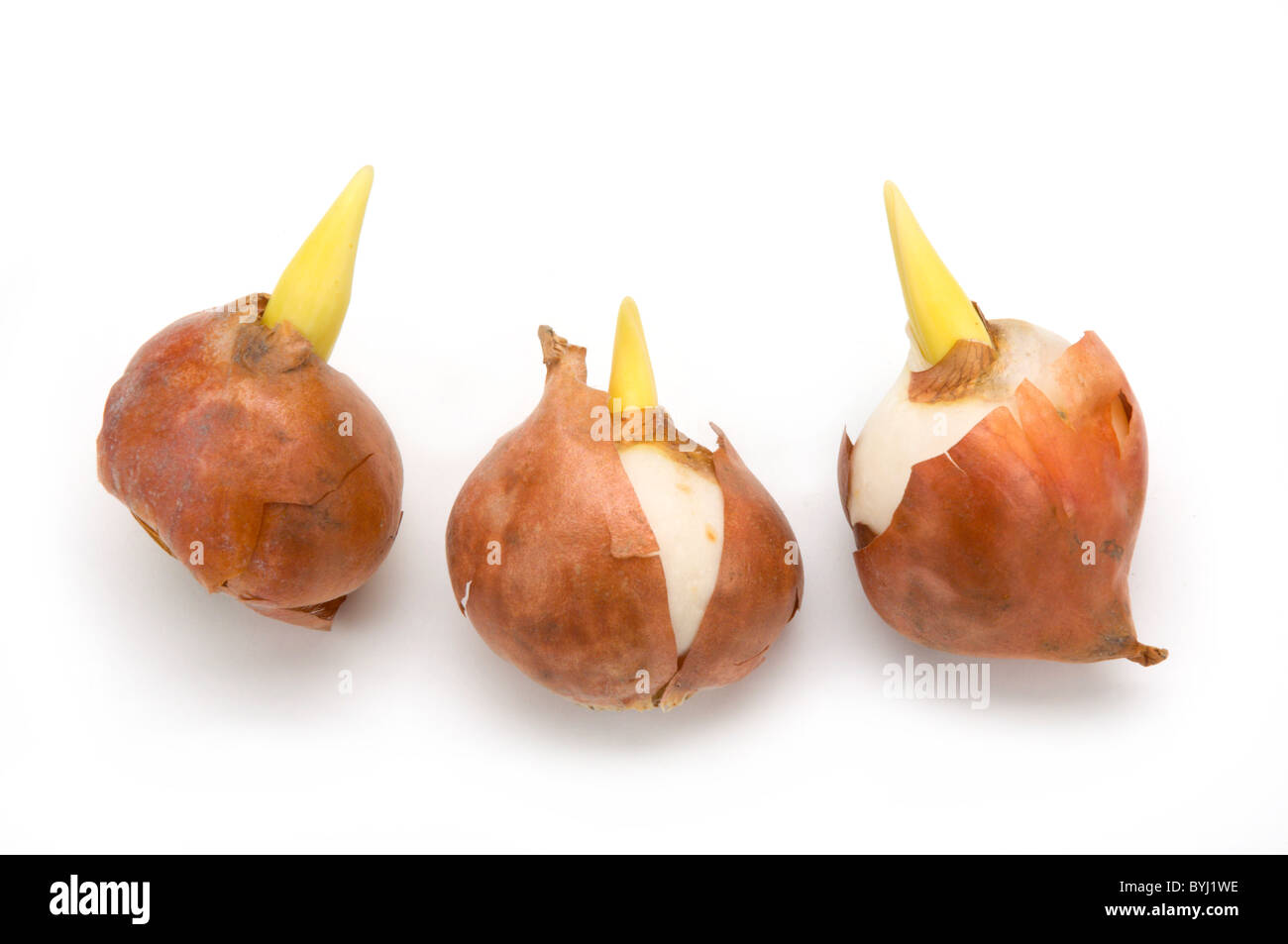 Tulip bulbs sprouting Cut Out Stock Images & Pictures Alamy