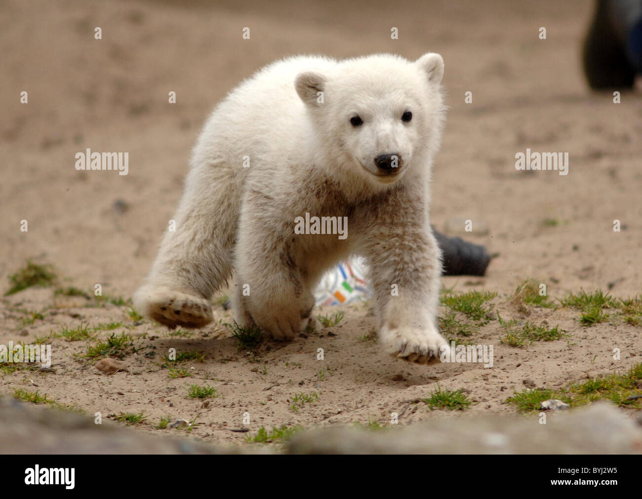 Cub Germany Polar bear cub Knut at the Zoo Berlin Berlin, Germany - 11.04.07 Stock ...