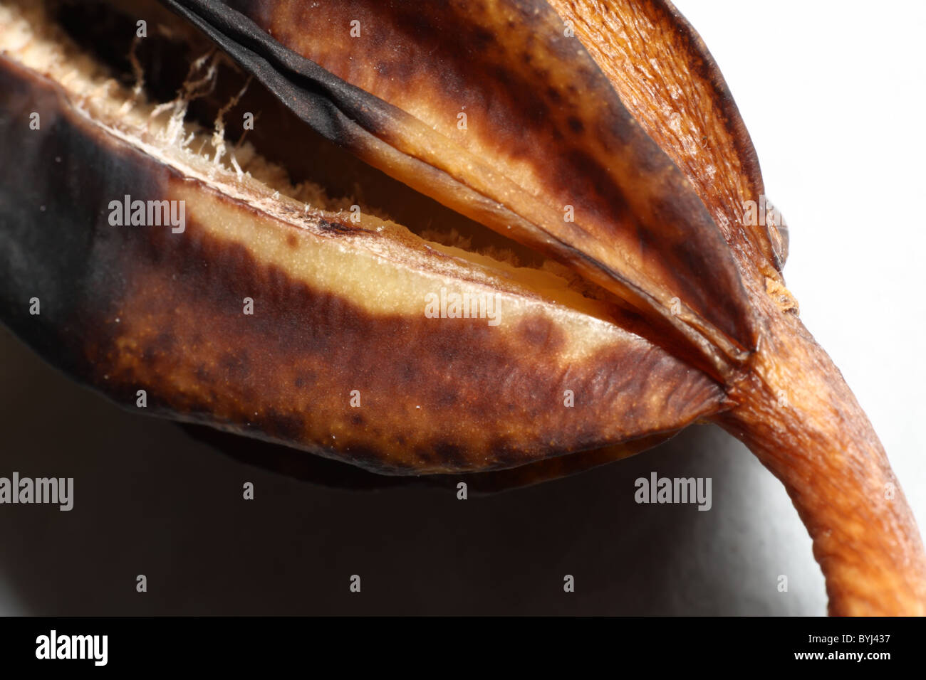 Orchid Seed Pod Closeup Stock Photo