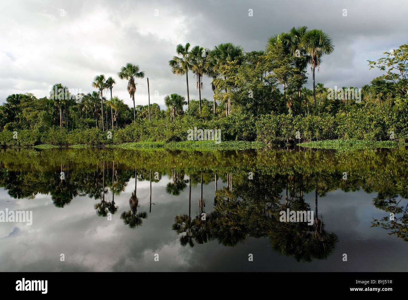 Landscape shoot of one of Orinoco's rivers with palm trees and vegetation reflecting on its calm mirror like waters Stock Photo