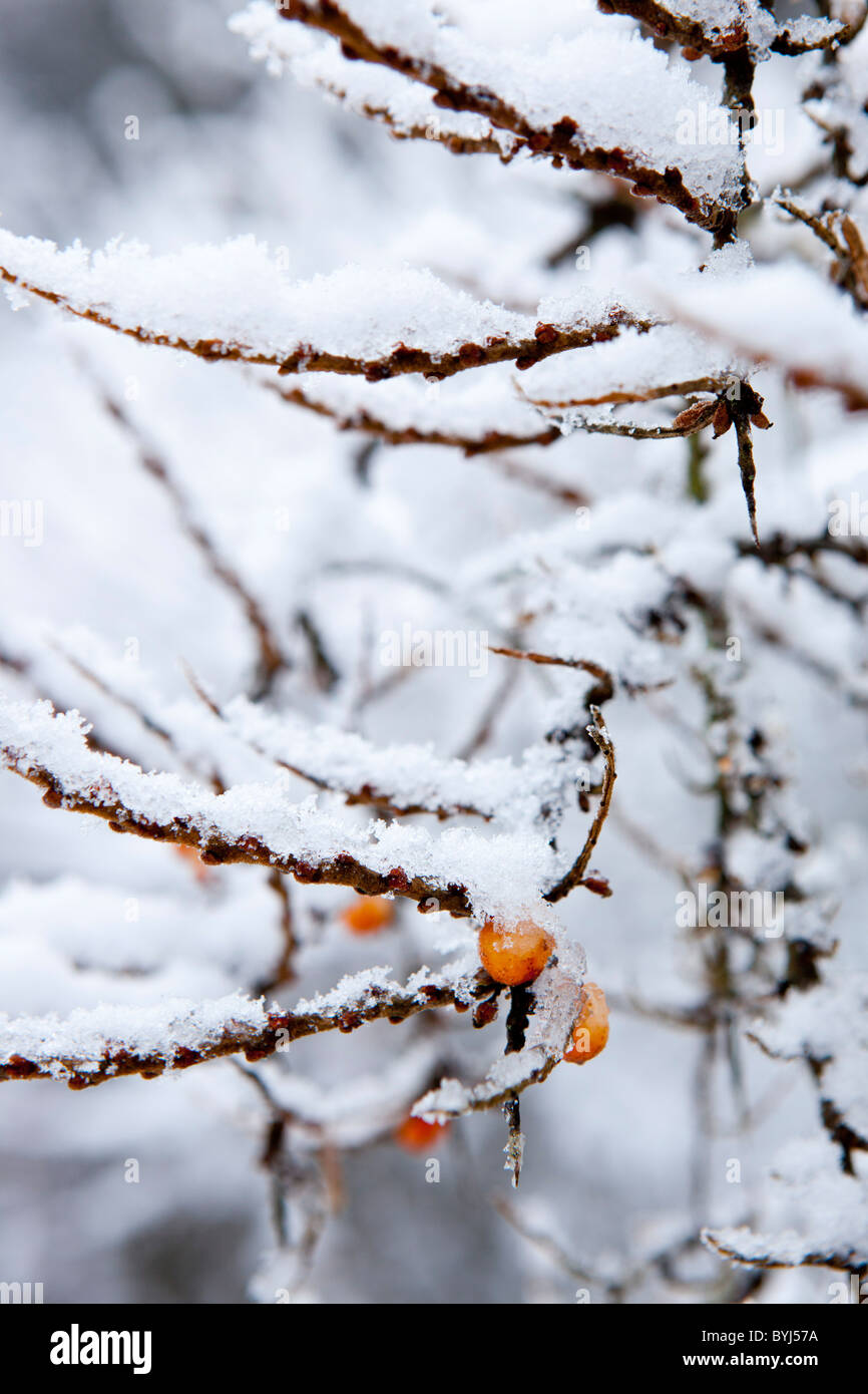 Woodland covered in snow frost hi-res stock photography and images - Alamy