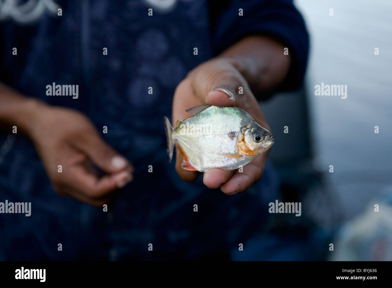 Pemon tribes mans hands holding on one hand an alive piranha fish and