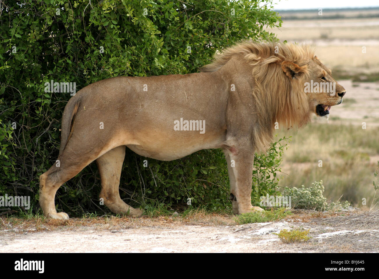 Lion King Stock Photo