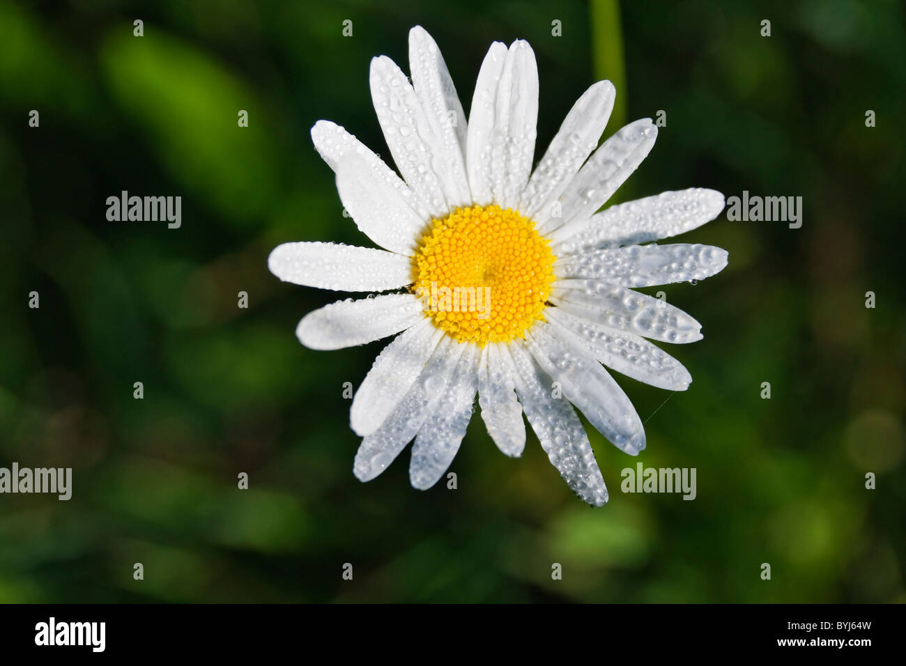 Daisy in morning in the dew Stock Photo Alamy