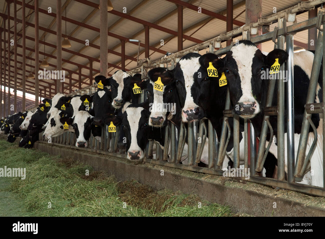 Freestall High Resolution Stock Photography And Images Alamy