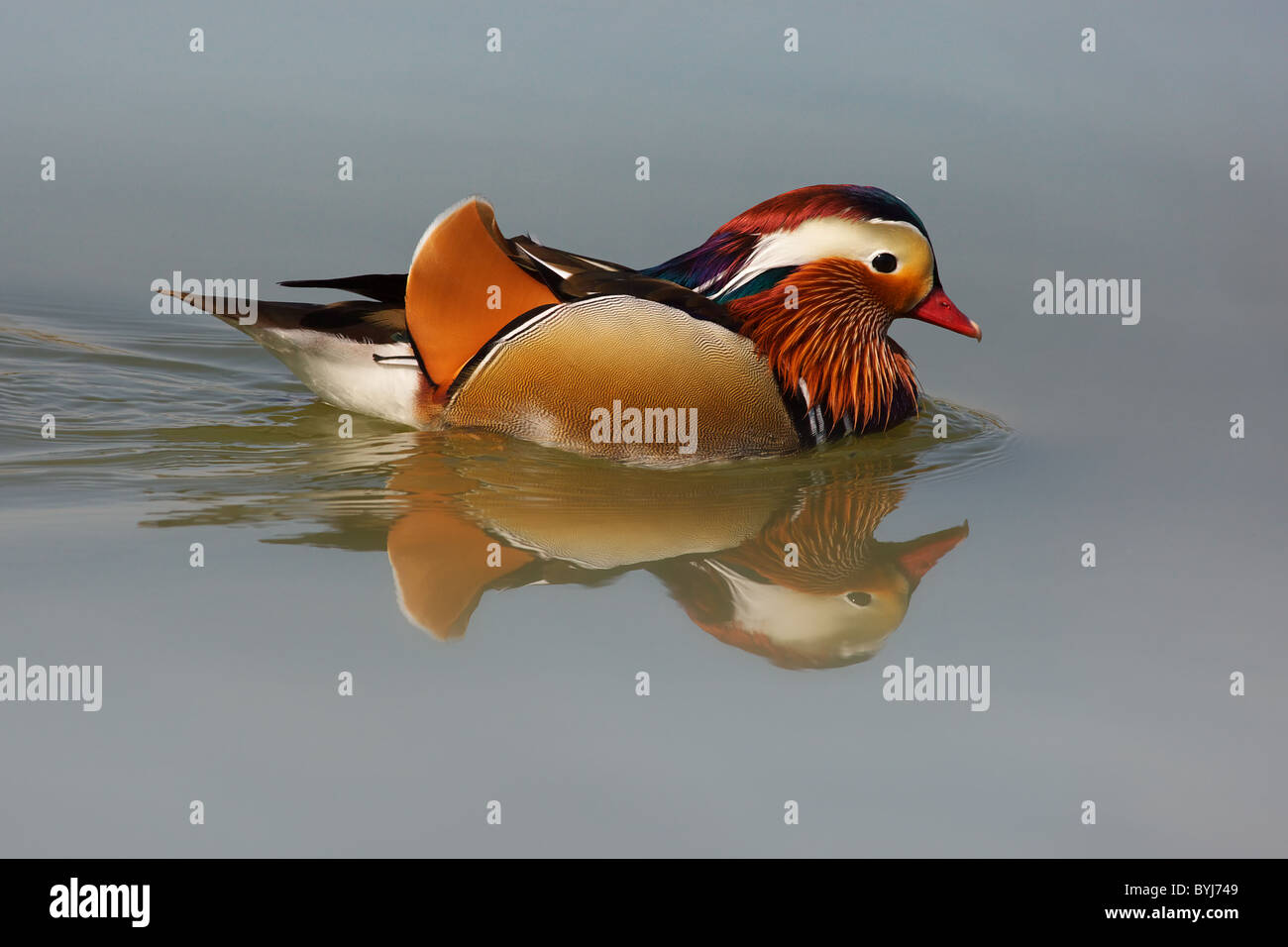 Mandarin Duck swimming in a blue clear pond Stock Photo - Alamy