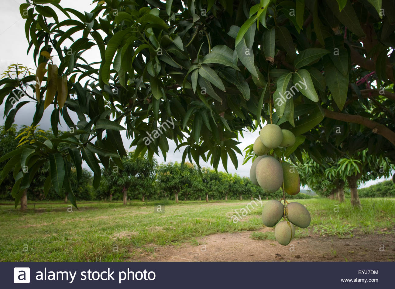 Mango Orchard Stock Photos & Mango Orchard Stock Images Alamy