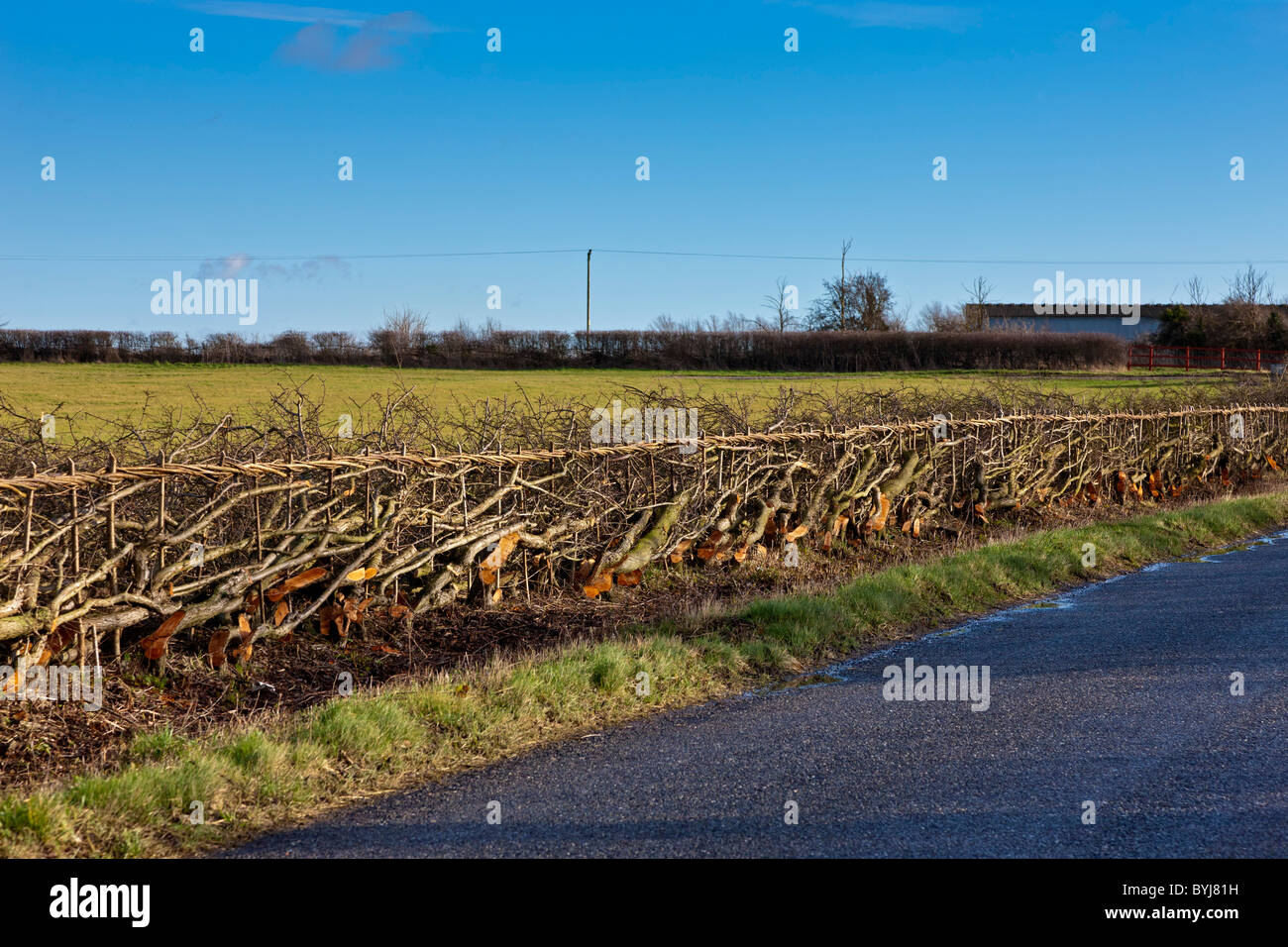 The traditional country craft of Midland Bullock style hedgelaying in rural Oxfordshire England. JMH4880 Stock Photo