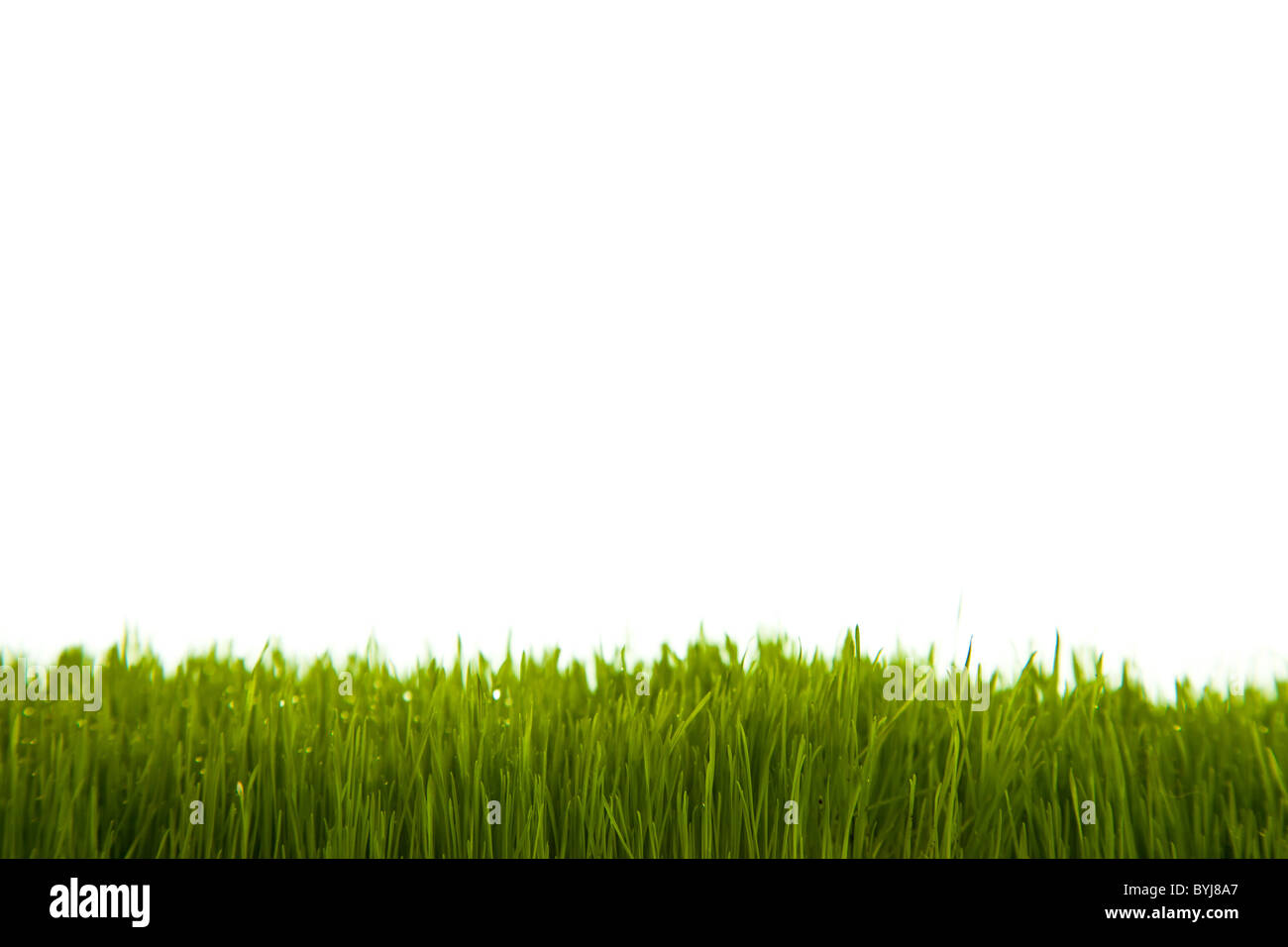 Fresh green grass on white isolated background Stock Photo - Alamy
