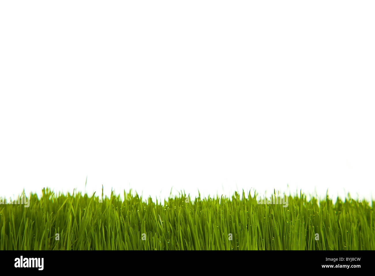 Fresh green grass on white isolated background Stock Photo - Alamy