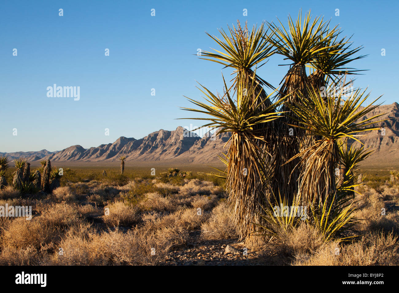 USA, Nevada, Delamar, Palm trees at sunset in Great Basin in Dry Lake