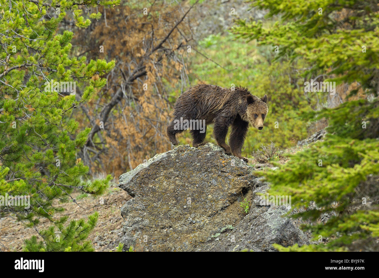 Grizzly Bear walking over large boulder. Stock Photo