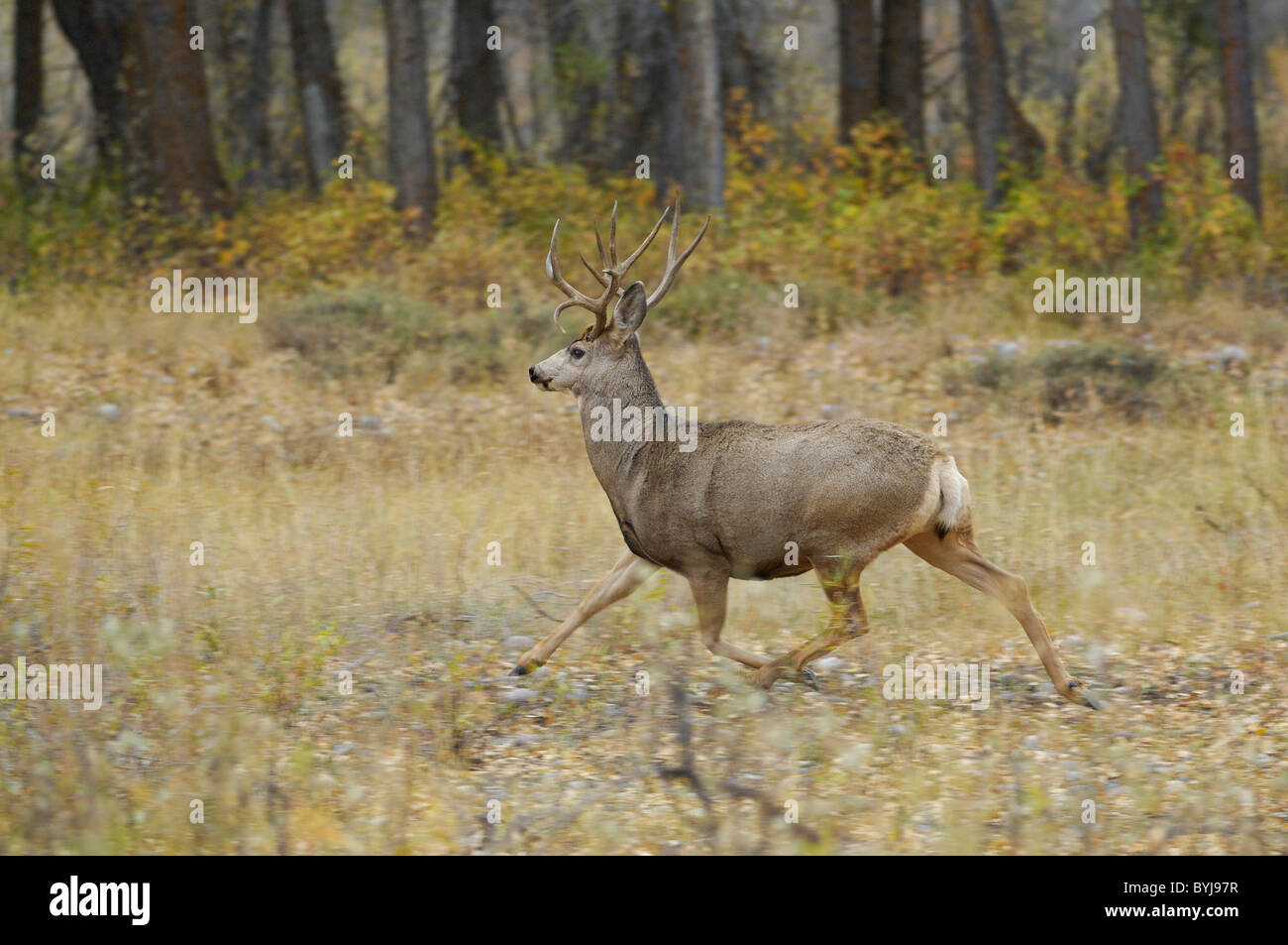 Deer running. Stock Photo