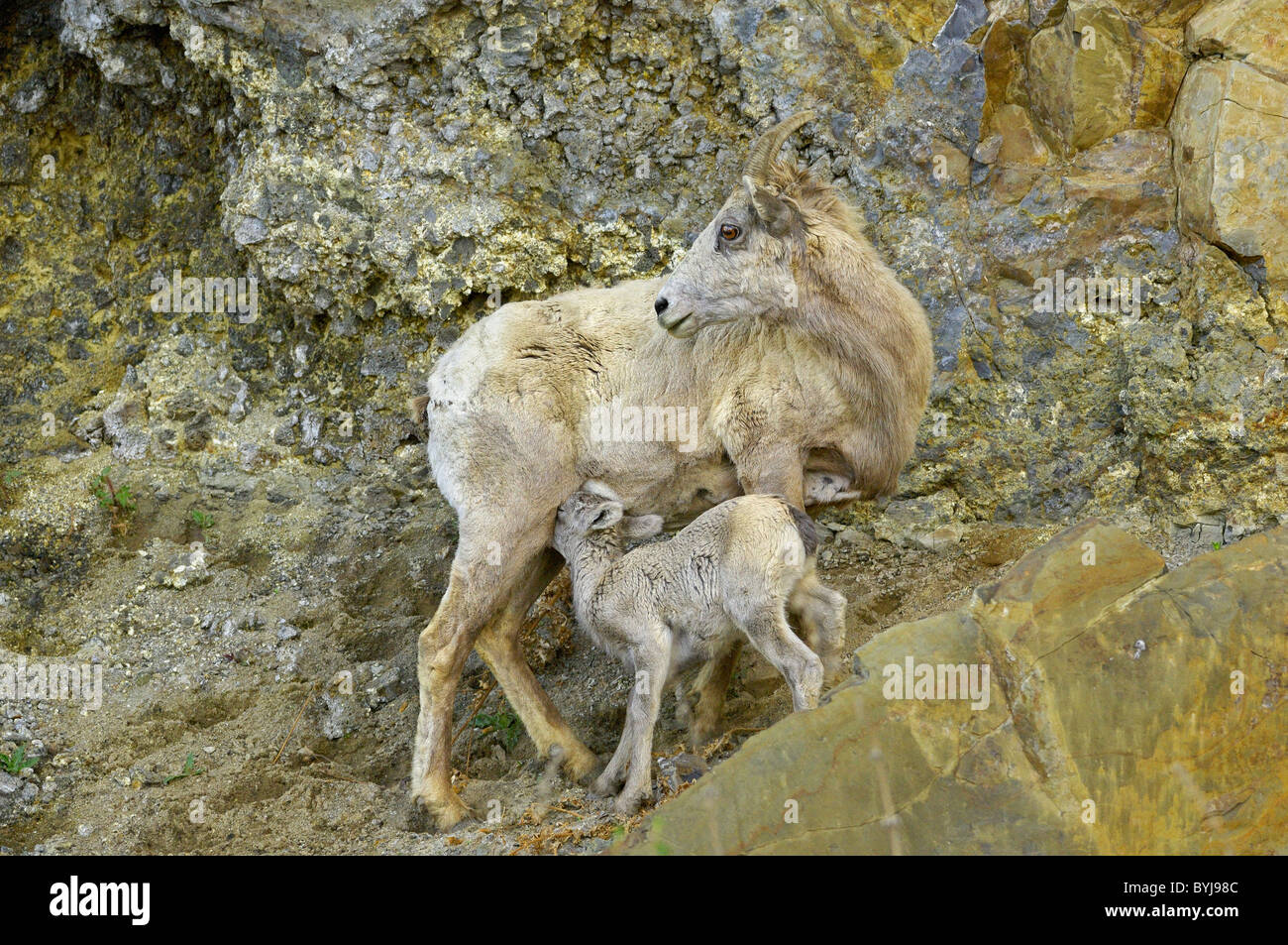 Bighorn Sheep mother nursing her baby. Stock Photo
