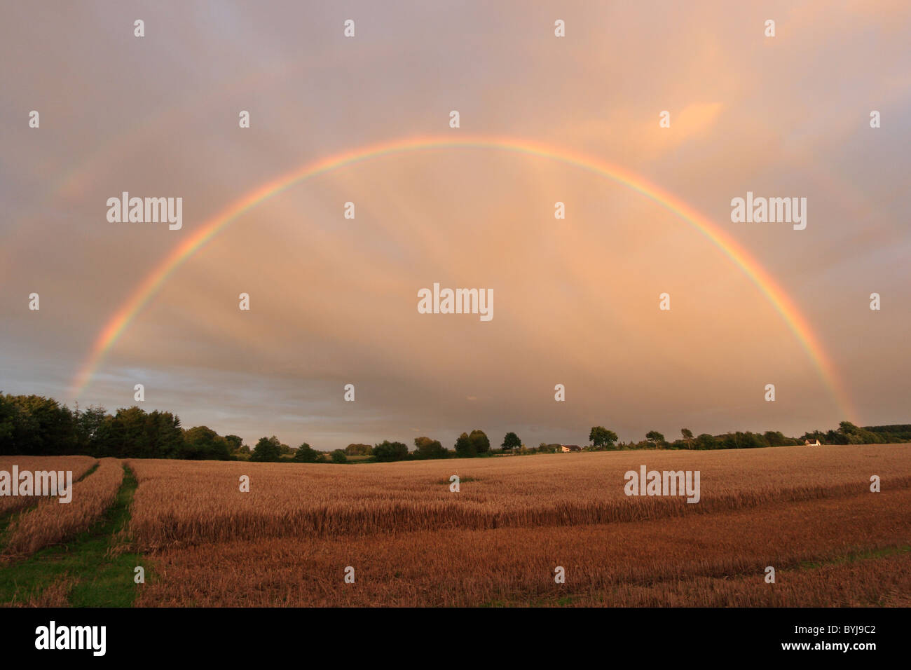 Storm over wheat field hi-res stock photography and images - Alamy