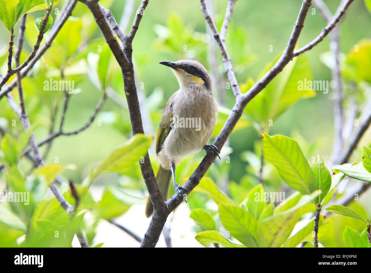 Singing Honeyeater (Lichenostomus virescens) Stock Photo