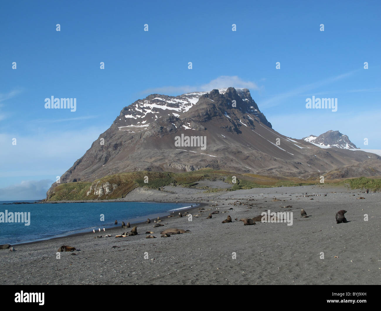 Elephant seals and South Georgia Fur Seals at a beach in front of a mountain, Possession Bay, South Georgia Stock Photo