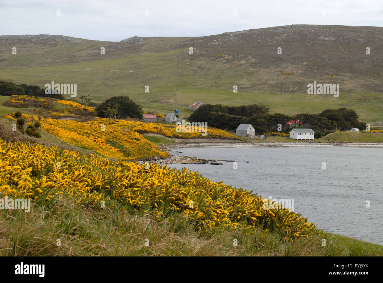 Bay and Carcass Settlement, Port Pattison, Carcass Island, with yellow flouring gorse and trees Stock Photo