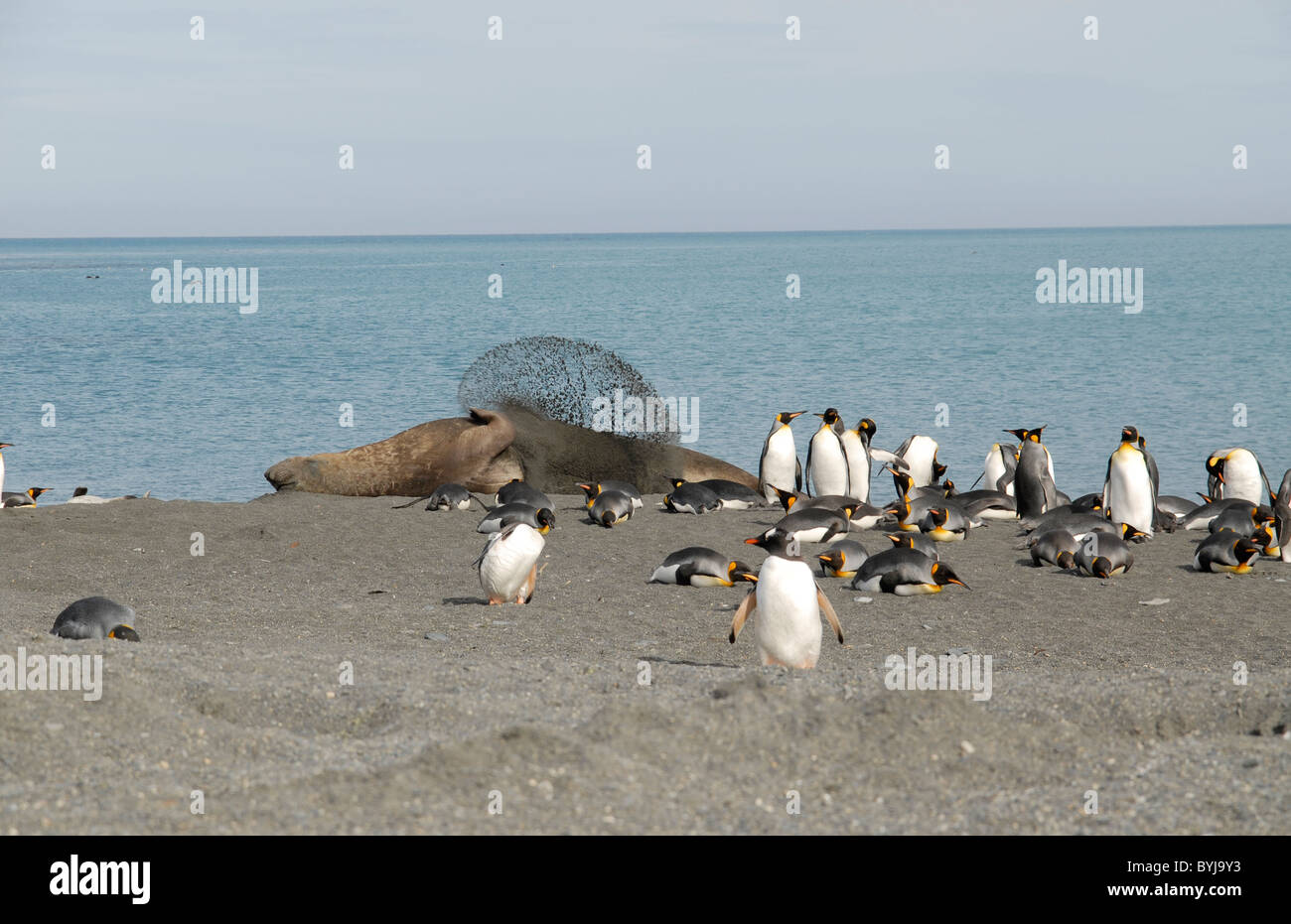 A male elephant seal (Mirounga leonina) in between King- and Gentoo Penguins, throwing sand on its back. Stock Photo