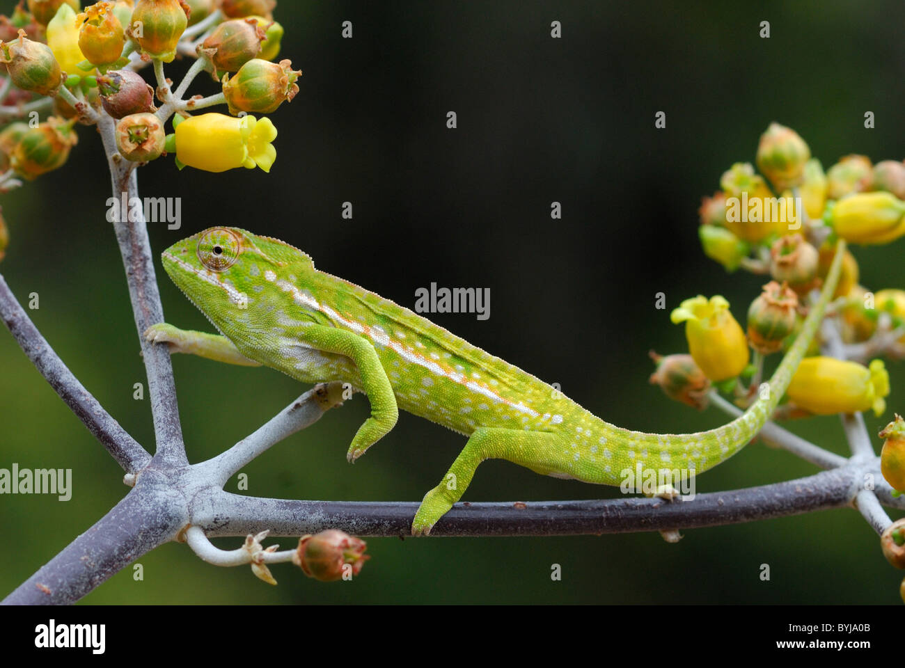 Jeweled Chameleon (Furcifer lateralis) in the Anja Reserve, Madagascar Stock Photo