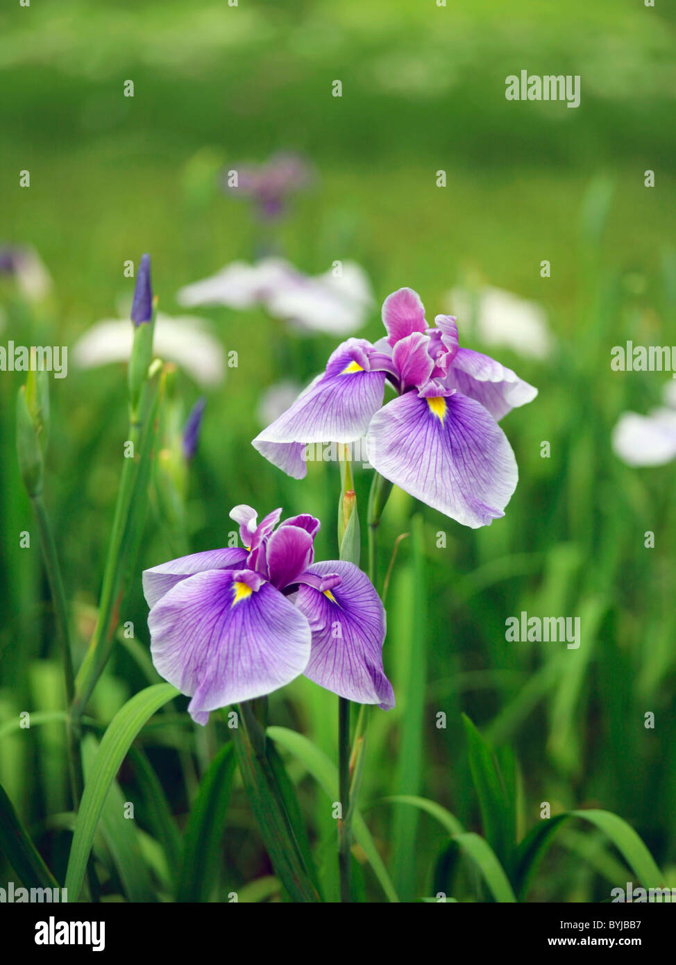 Japanese Water Iris Flower Head Leaf Stem Stock Photo
