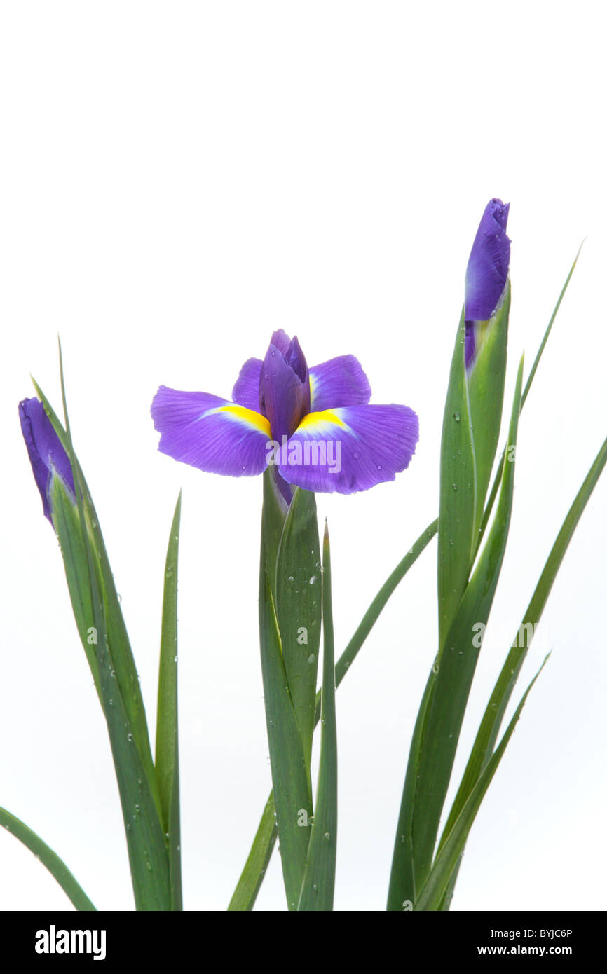 Siberian Iris Stock Photo