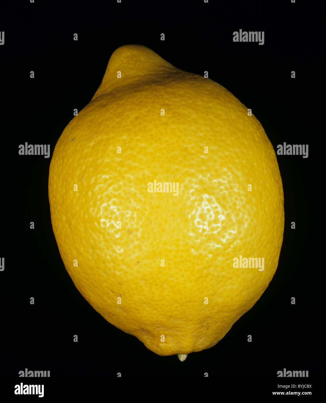 Whole citrus fruit lemon variety Femminello Stock Photo