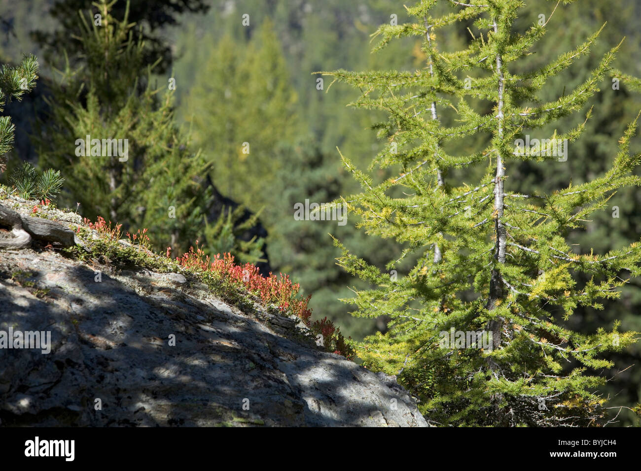 Typical flora Martell Valley , Stelvio National Park , Italy Stock Photo