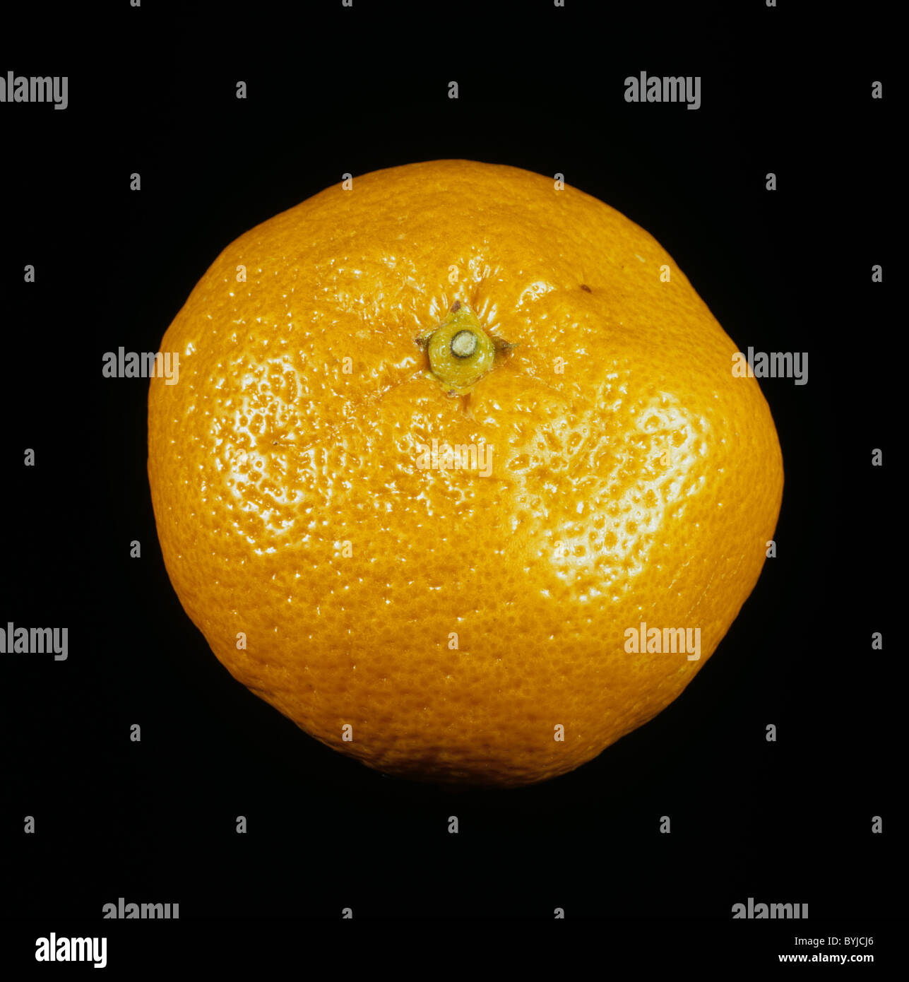 Whole well-coloured mandarin fruit variety Satsuma Stock Photo
