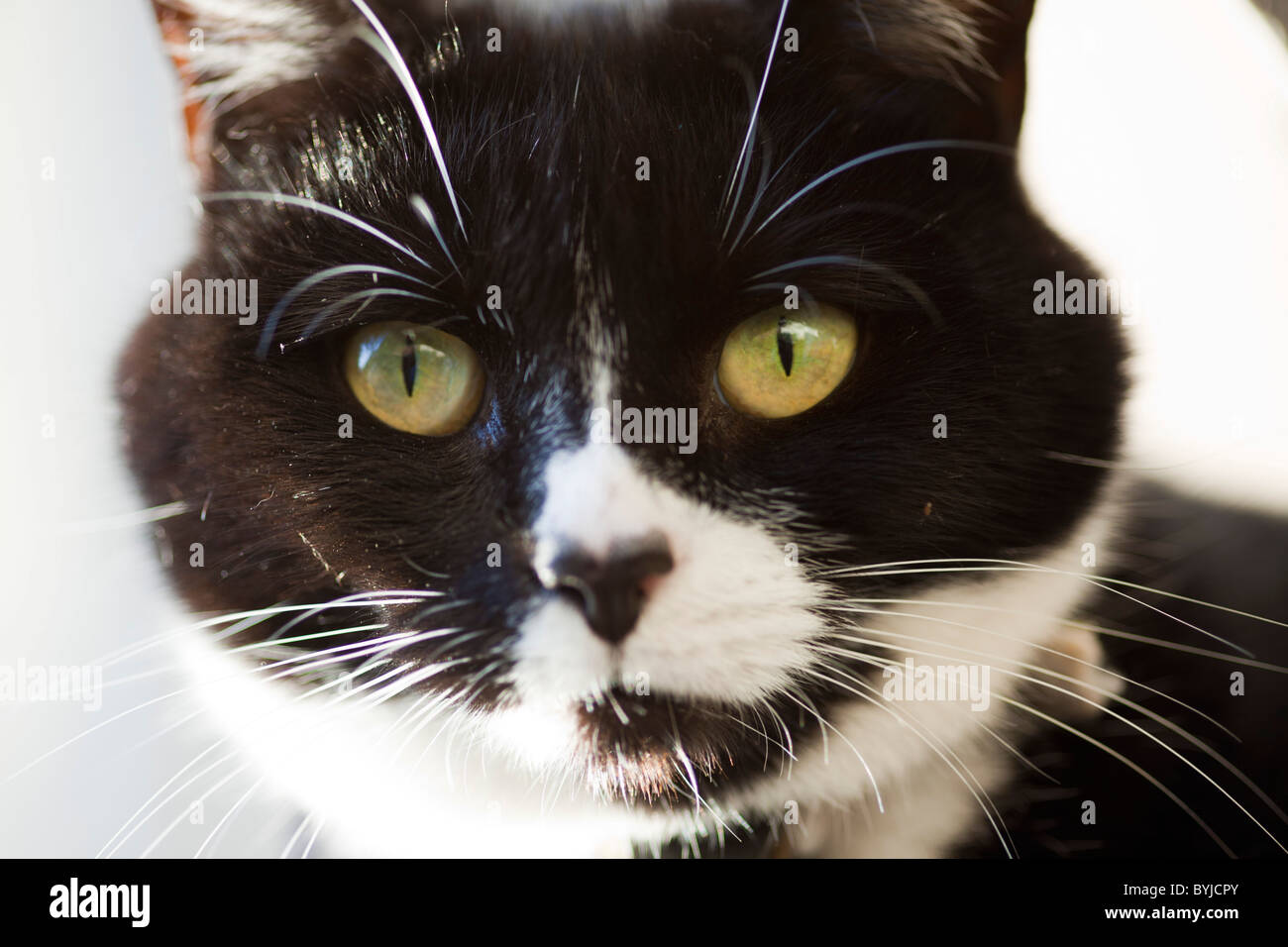 Black and white cat. close up of face Stock Photo - Alamy