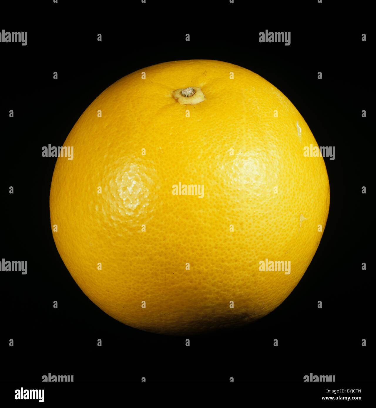 Whole citrus fruit grapefruit variety Marsh Seedless Stock Photo Alamy