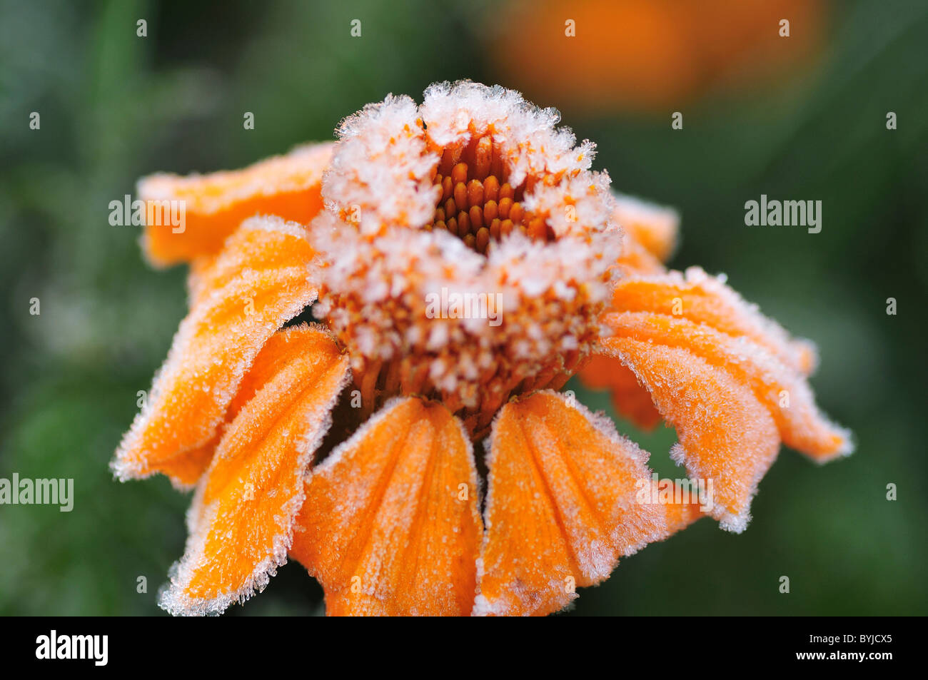 Frozen Flower Stock Photo