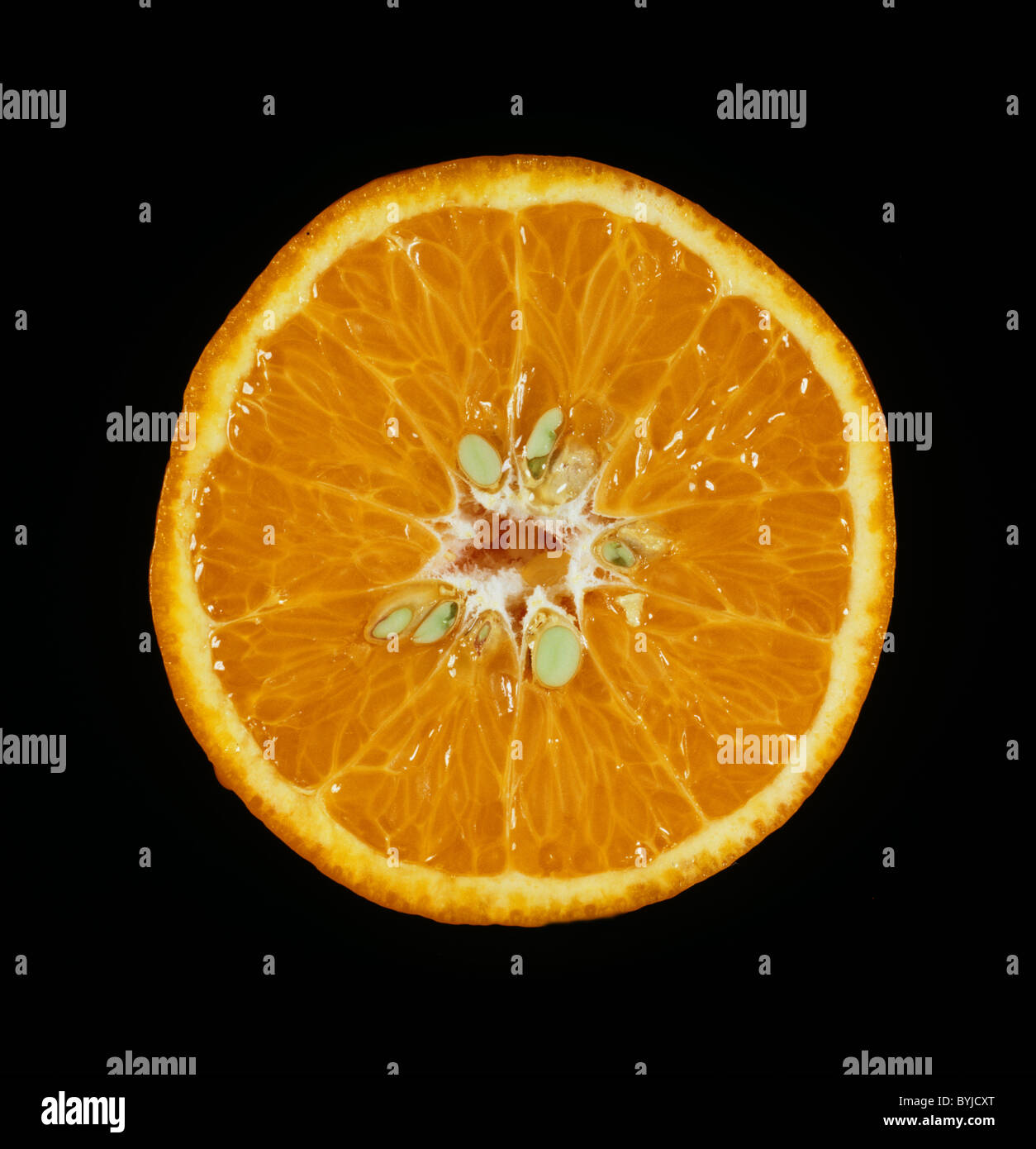 Cut section of a mandarin fruit variety Nova Stock Photo
