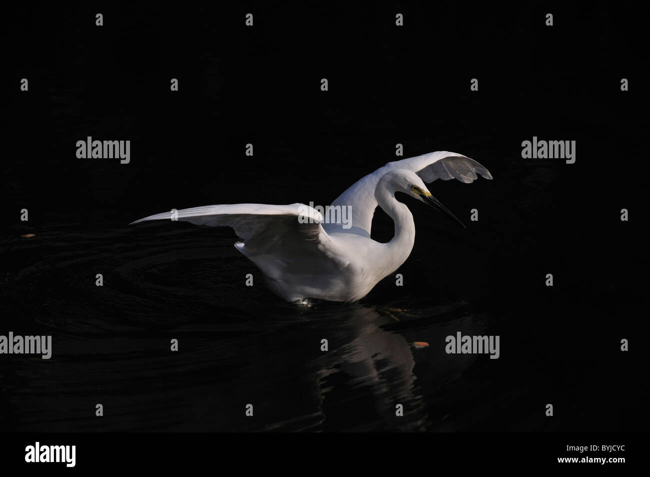 Spreading Wings High Resolution Stock Photography and Images - Alamy