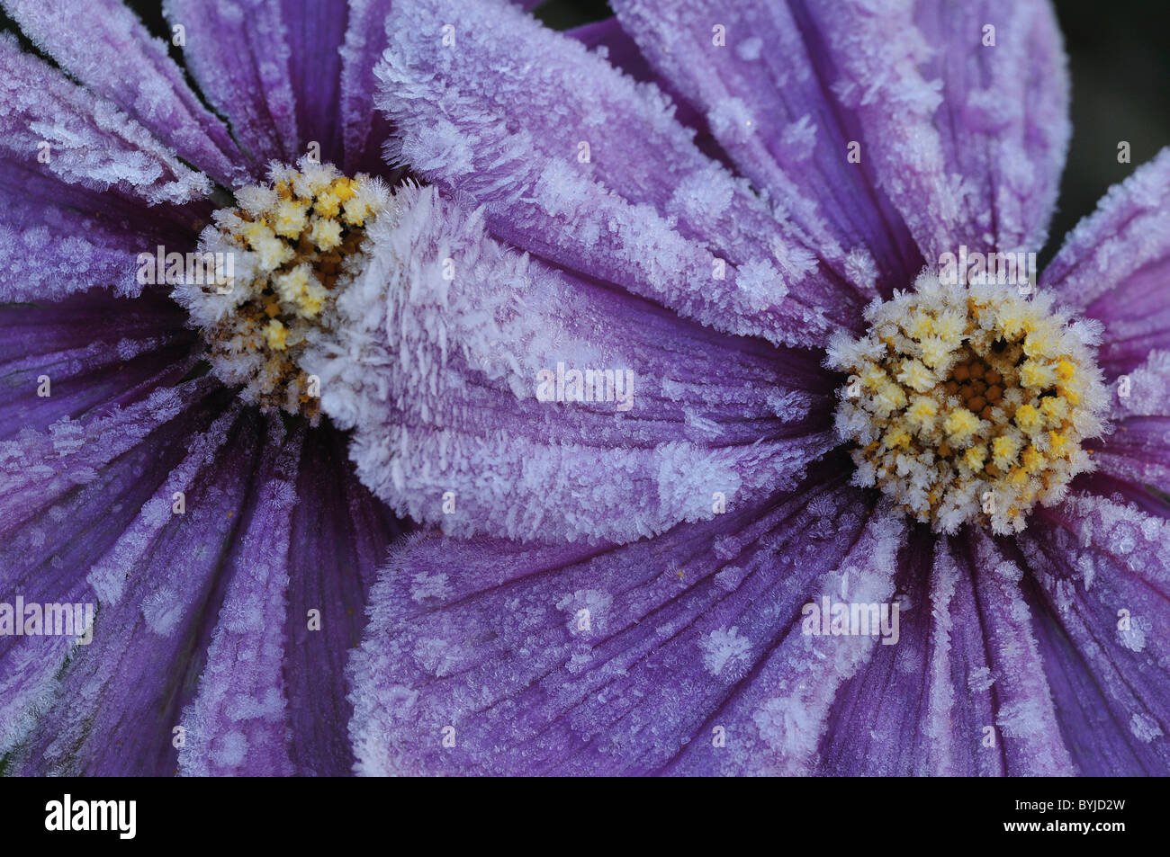 Frost on Purple Cosmos Flowers Stock Photo