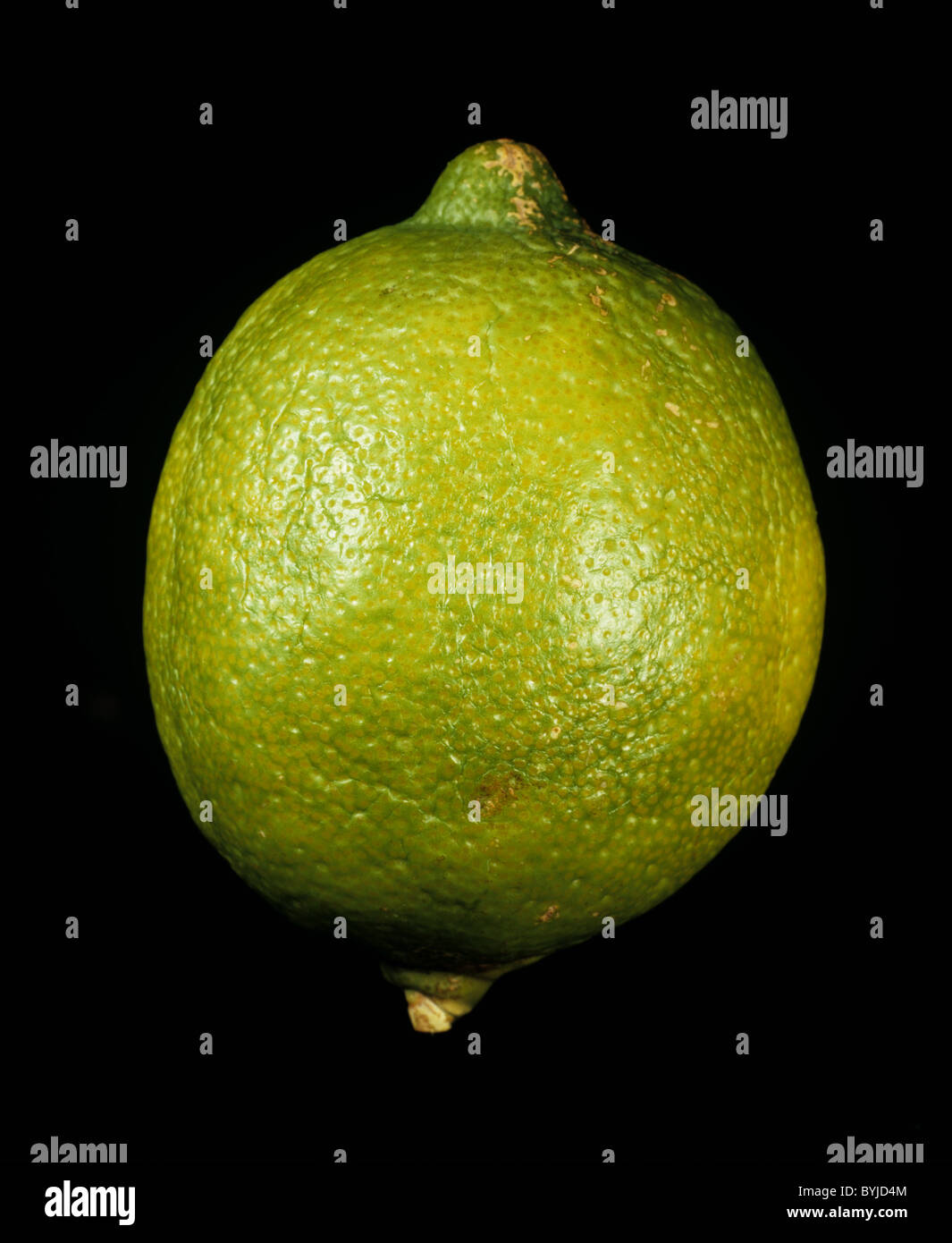 Whole citrus fruit lemon variety Verdelli Stock Photo