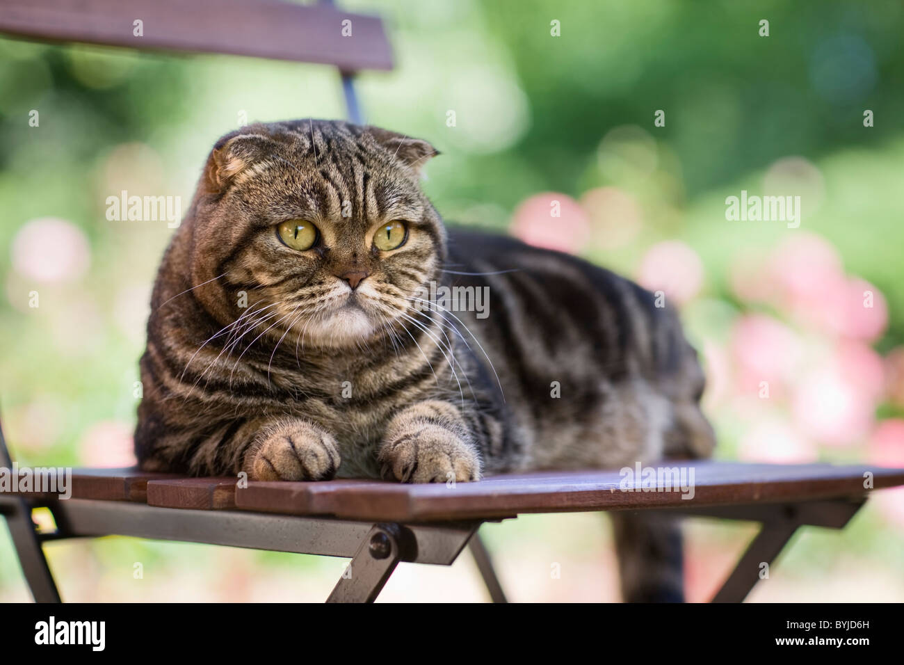 Portrait of cat lying on chair in a garden Stock Photo - Alamy