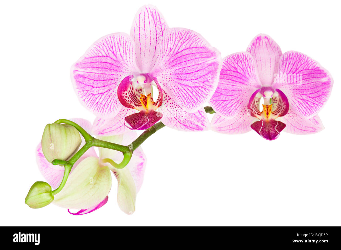 Blooming pink orchid plant isolated on white background Stock Photo - Alamy