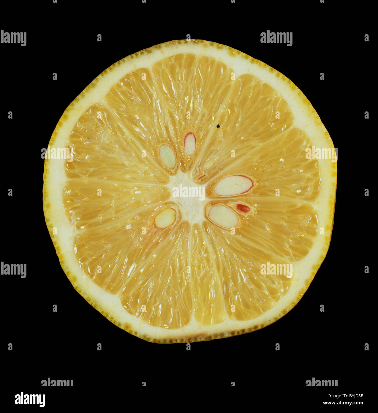 Cut section of a citrus fruit lemon variety Interdonata Stock Photo