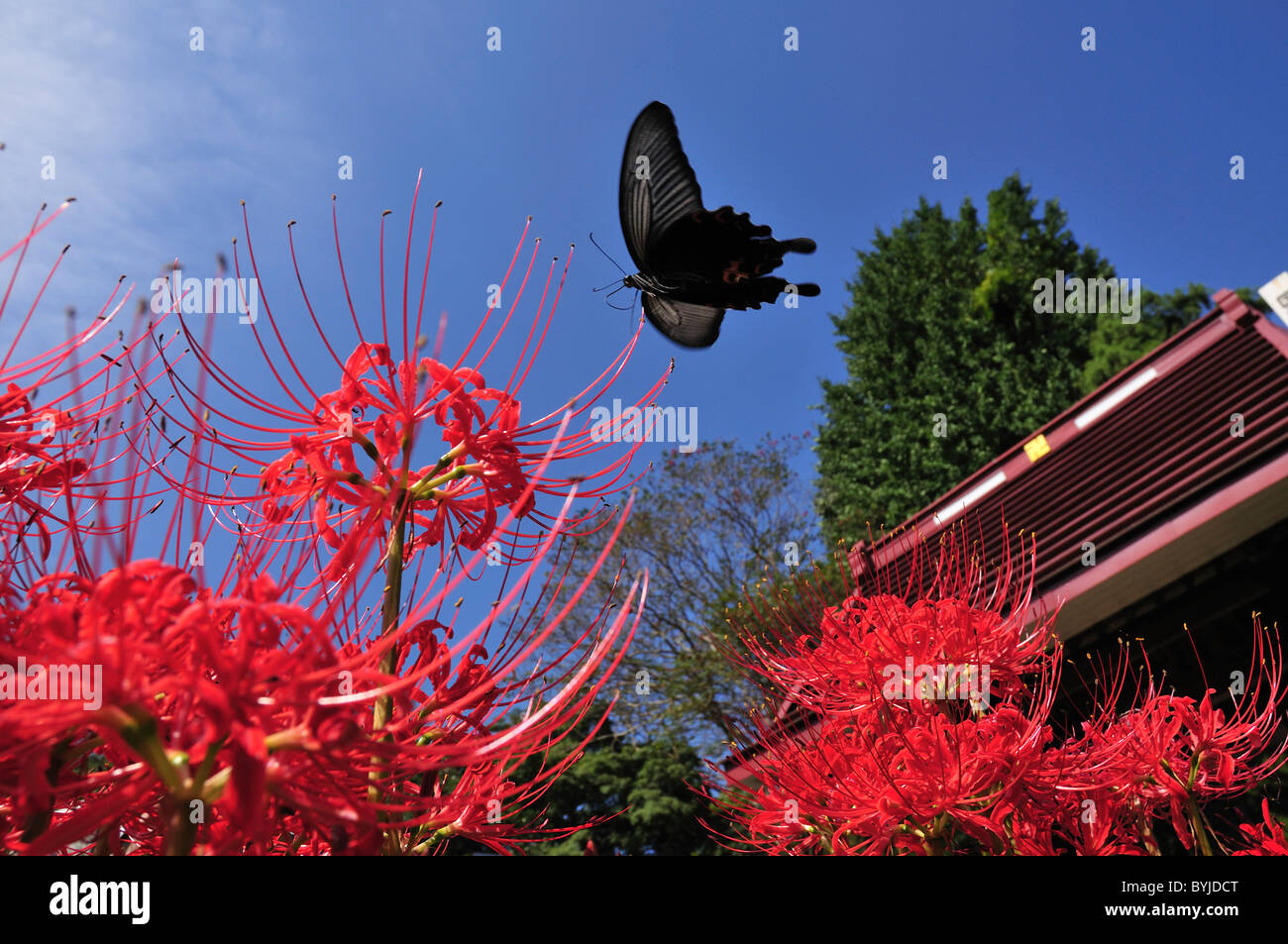 Spangle Butterfly Flying Over Amaryllis Flowers Stock Photo