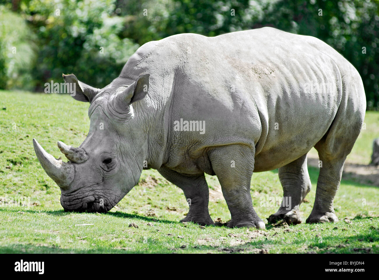Rhino power hi-res stock photography and images - Alamy