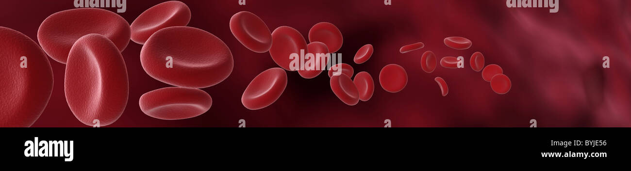 blood cells banner Stock Photo