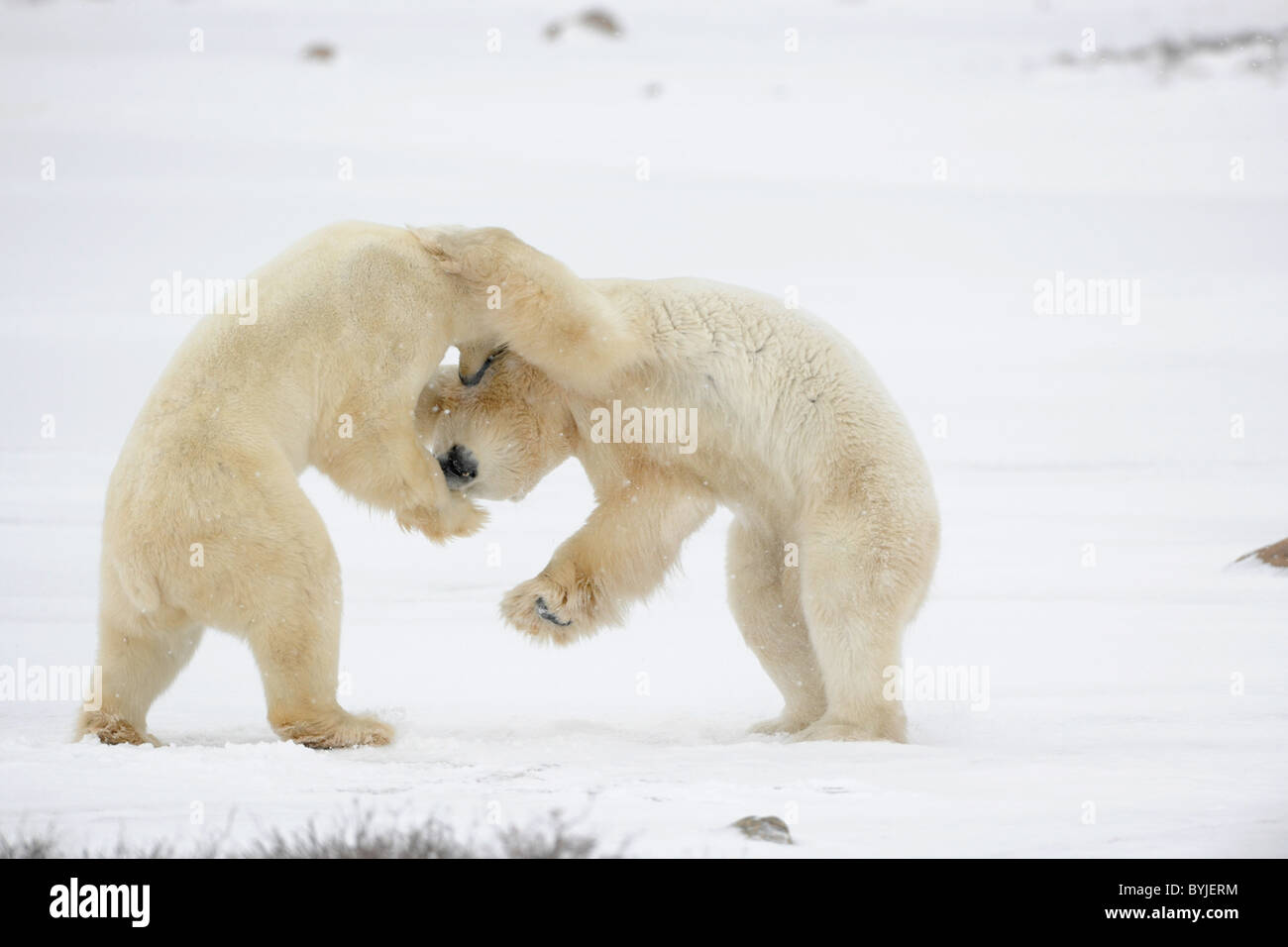 Fight of polar bears. Polar bears were linked in fight and bite each other. Stock Photo