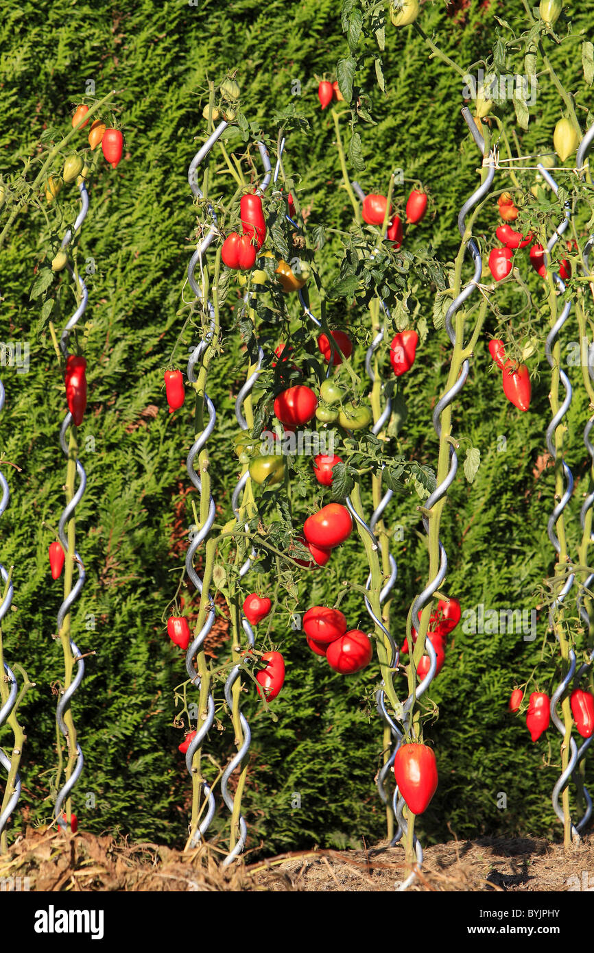 Tomate (Solanum lycopersicum). Plants with ripe fruit on tomato sticks. Stock Photo