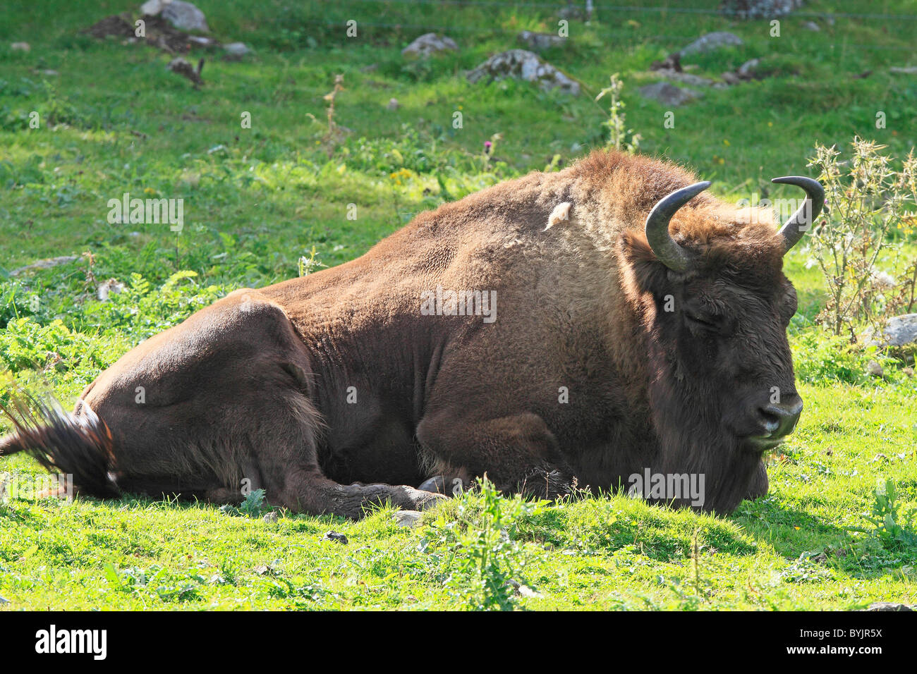 European Bison (Bison bonasus) resting at Highland Wildlife Park, Scotland. Stock Photo