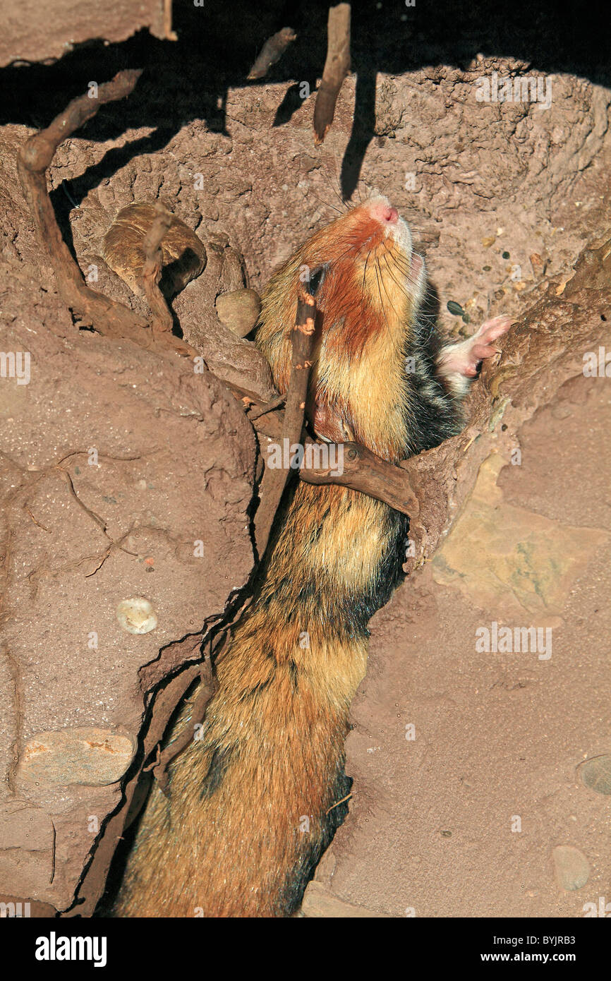 European Hamster squeezing itself through a narrow gap in its burrow. Stock Photo