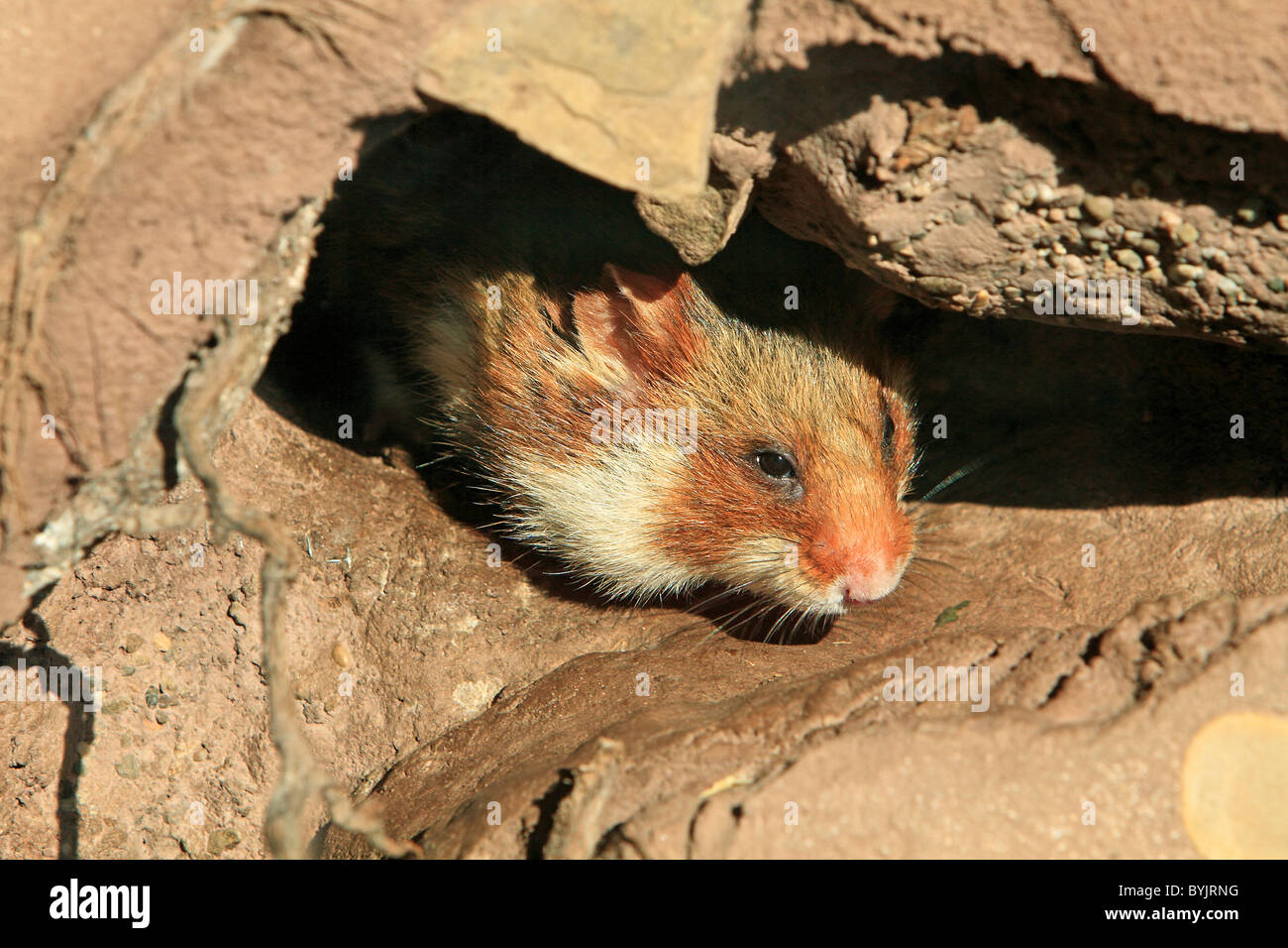 European Hamster, Black-bellied Hamster, Common Hamster (Cricetus cricetus) in its underground burrow. Stock Photo