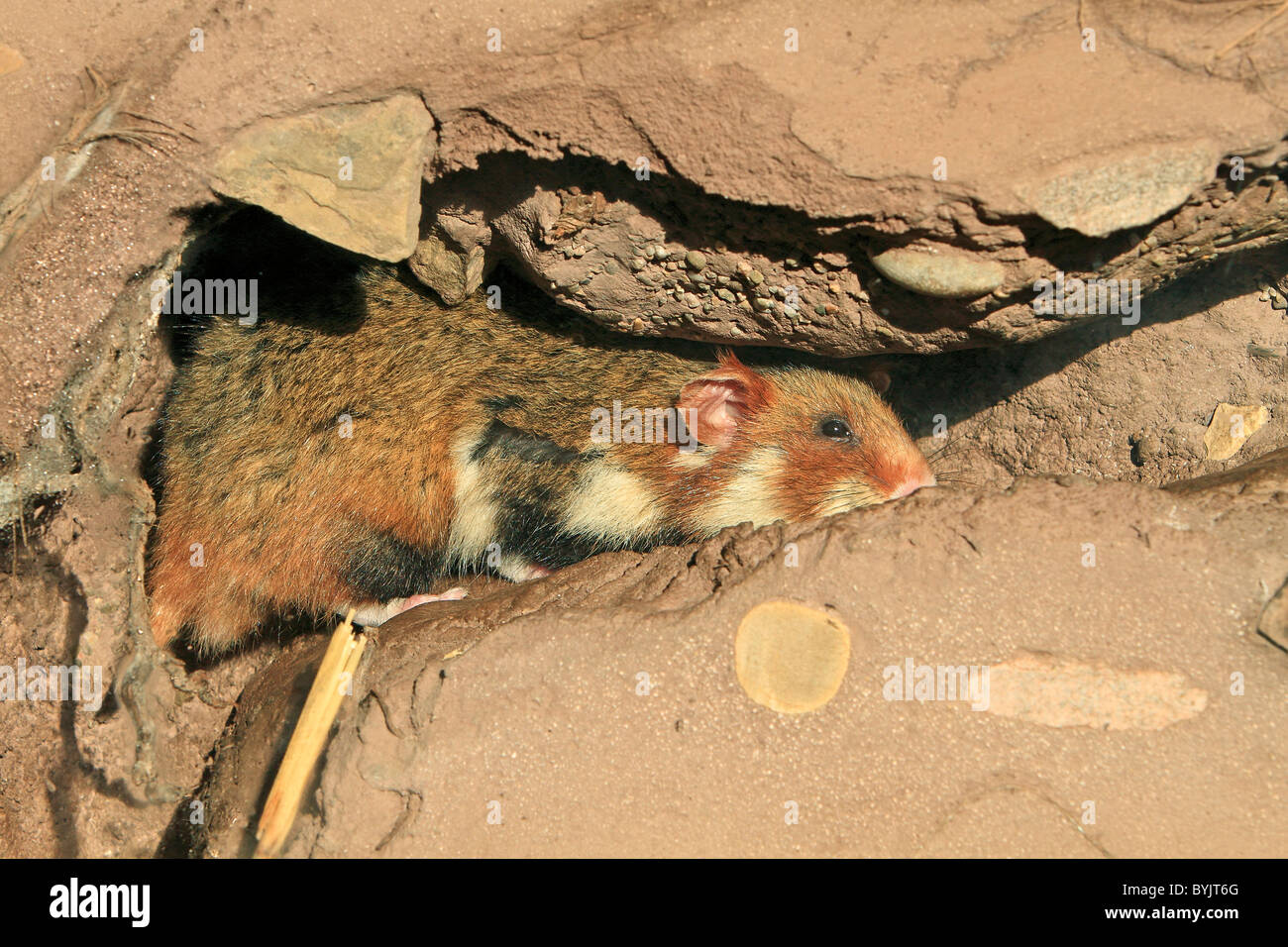 European Hamster, Black-bellied Hamster, Common Hamster (Cricetus cricetus) in its underground burrow. Stock Photo